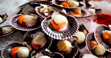 demanda internacional conchas de abanico para su exportación